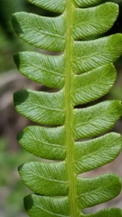 Osmundastrum cinnamomeum image