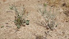 Eriogonum gracile gracile