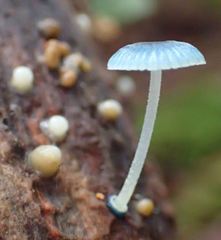 Mycena interrupta