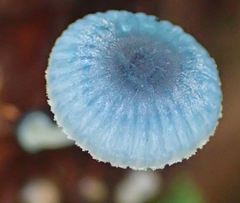 Mycena interrupta