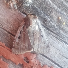 Parabagrotis formalis