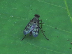 Rhagio punctipennis