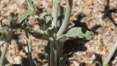 Eriogonum gracile gracile