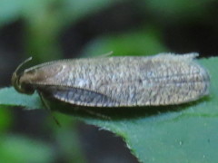 Psilocorsis