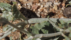 Eriogonum gracile gracile