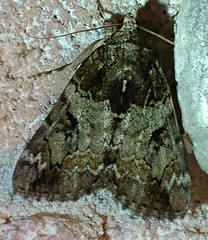 Catocala connubialis