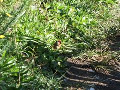 Carduelis carduelis britannica