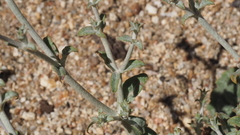 Eriogonum gracile gracile