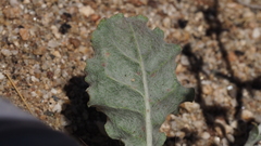 Eriogonum gracile gracile