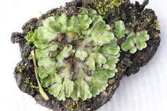 Riccia cartilaginosa