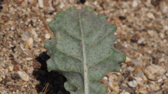 Eriogonum gracile gracile