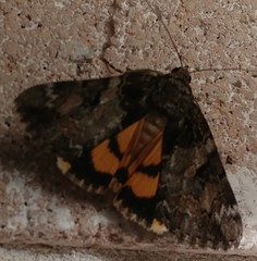 Catocala connubialis