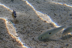 Pseudobalistes flavimarginatus