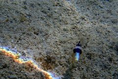 Pseudobalistes flavimarginatus