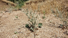 Eriogonum gracile gracile