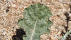 Eriogonum gracile gracile