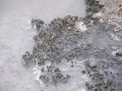 Archaea