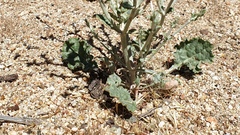 Eriogonum gracile gracile