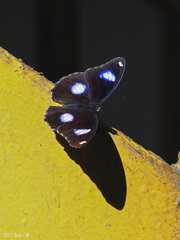 Hypolimnas bolina bolina