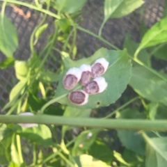 Pulvinaria innumerabilis