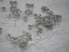 Archaea