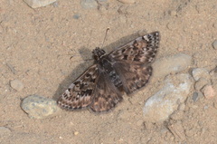 Erynnis martialis