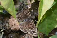 Erynnis martialis