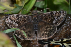Erynnis martialis