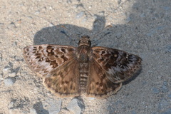 Erynnis martialis