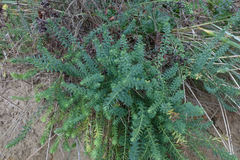 Linum monogynum monogynum