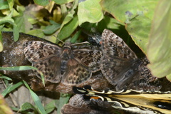 Erynnis martialis