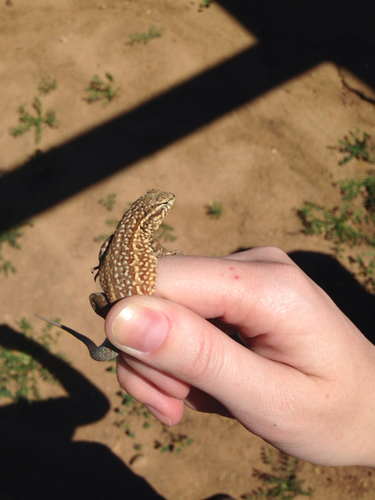iNaturalist observation photo of Western Side-blotched Lizard
