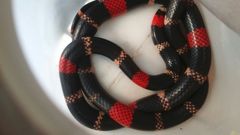 Micrurus lemniscatus helleri