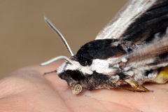 Sphinx drupiferarum