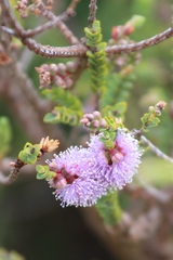 Melaleuca gibbosa