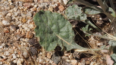Eriogonum gracile gracile
