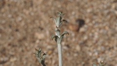 Eriogonum gracile gracile