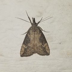 Hypena humuli