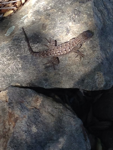 iNaturalist observation photo of Western Fence Lizard