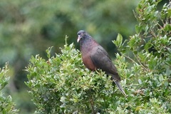 Columba junoniae