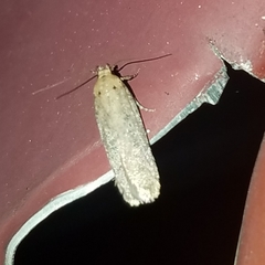 Platyedra subcinerea