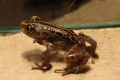 Kassina senegalensis