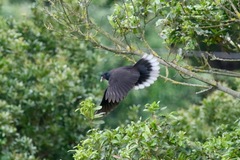 Columba junoniae