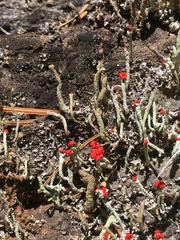 Cladonia transcendens