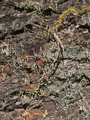 Cladonia transcendens