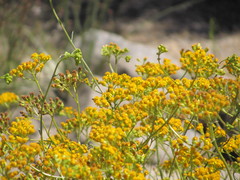 Senecio linearifolius linearifolius
