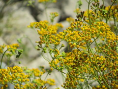 Senecio linearifolius linearifolius