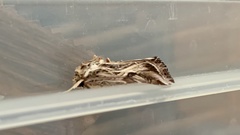 Spodoptera pulchella
