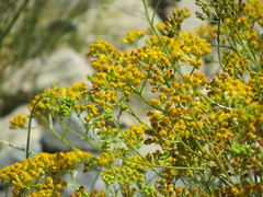 Senecio linearifolius linearifolius