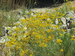 Senecio linearifolius linearifolius